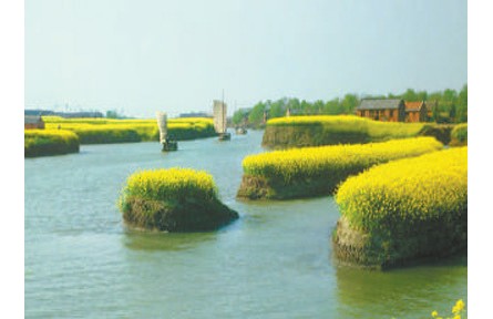 水上“長”旱田 田間“種”風(fēng)景