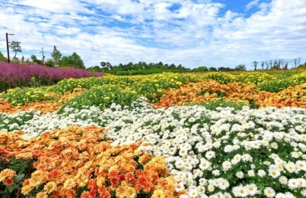 菊花，花中君子，可藥可食