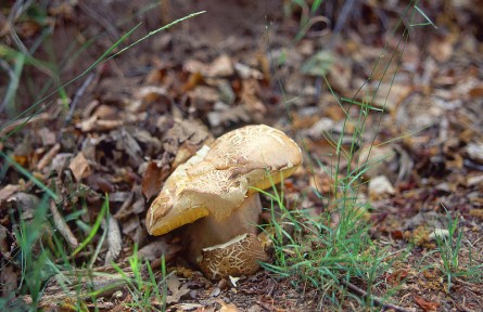 科技名詞|擔子菌 basidiomycetes