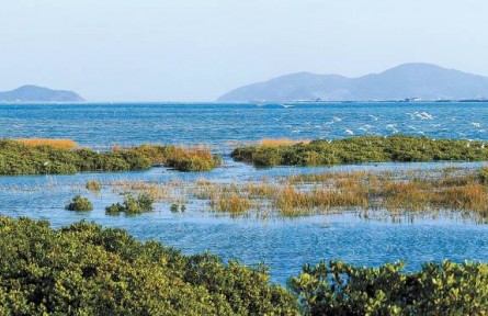 從退化到新生，福建傾力守護(hù)碧海綠洲